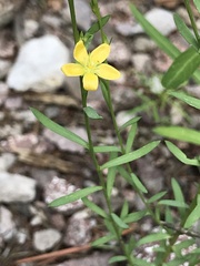 Linum neomexicanum
