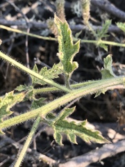 Verbena lasiostachys