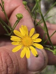 Gutierrezia wrightii