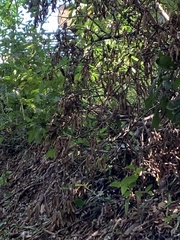 Tangara cyanocephala