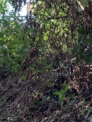 Tangara cyanocephala
