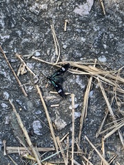 Leucotmemis nexa