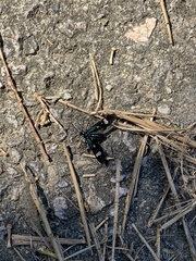 Leucotmemis nexa