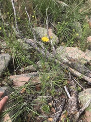 Gutierrezia wrightii