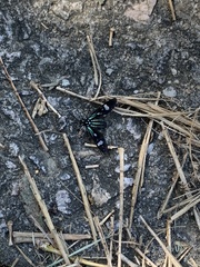 Leucotmemis nexa