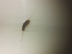 Ctenolepisma longicaudatum