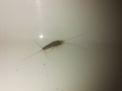 Ctenolepisma longicaudatum