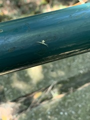 Thomisidae