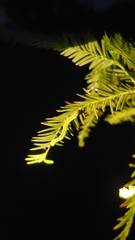 Cutina distincta