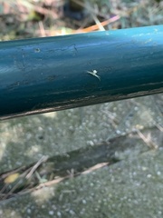 Thomisidae