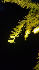 Cutina distincta