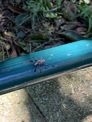 Steirastoma stellio