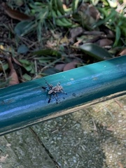 Steirastoma stellio
