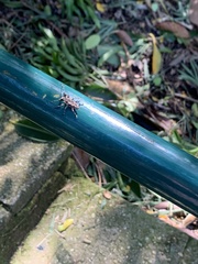 Steirastoma stellio