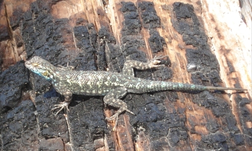 iNaturalist observation photo of Western Fence Lizard