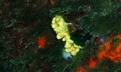 Axinella damicornis