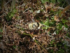 Bombus mesomelas