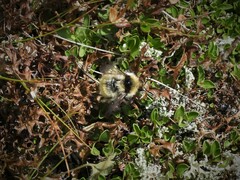 Bombus mesomelas