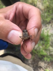 Pardalophora phoenicoptera