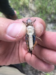 Pardalophora phoenicoptera