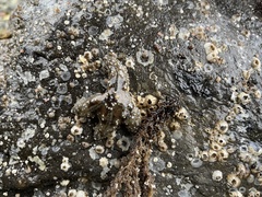 Evasterias troschelii