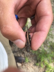 Pardalophora phoenicoptera