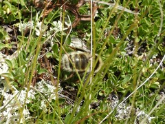 Bombus mesomelas