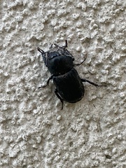 Dorcus parallelipipedus