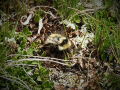 Bombus mesomelas