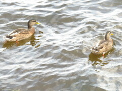 Anas platyrhynchos