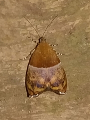 Hemerophila