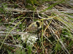 Bombus mesomelas