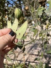 Chrysopidae