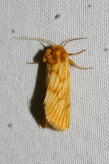 Eulithosia papago