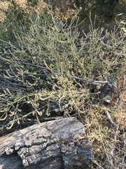 Verbena lasiostachys
