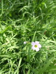 Oxalis triangularis