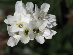 Armeria pubinervis
