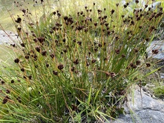 Juncus jacquinii