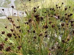 Juncus jacquinii