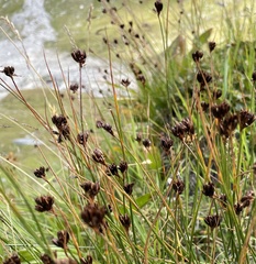 Juncus jacquinii