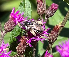 Melissodes denticulatus