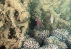 Pseudocheilinus hexataenia