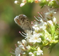 Euphilotes bernardino