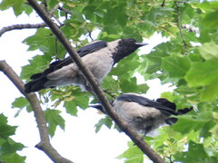 Corvus cornix