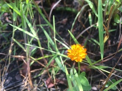 Polygala lutea