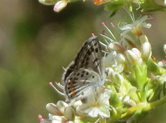 Euphilotes bernardino