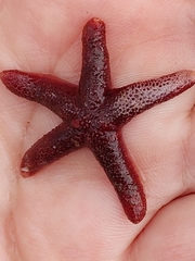 Echinasteridae