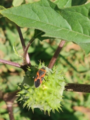 Lygaeus kalmii