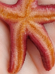 Echinasteridae