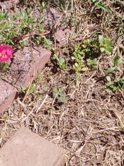 Portulaca grandiflora